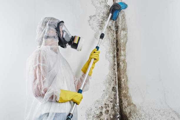 Best Industrial Mold Remediation  in Rockwell, AR