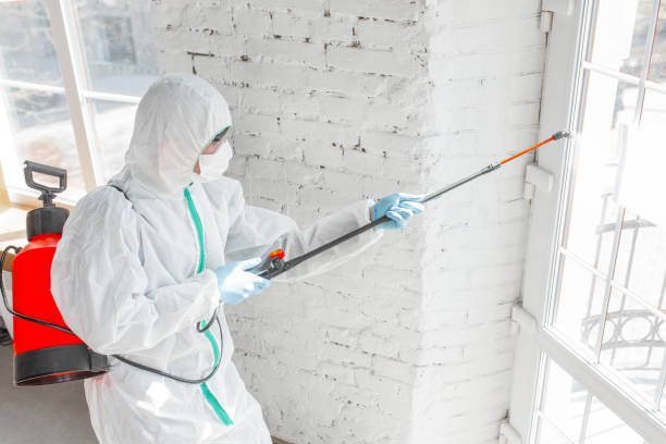 Mold Documentation for Insurance Claims in Rockwell, AR