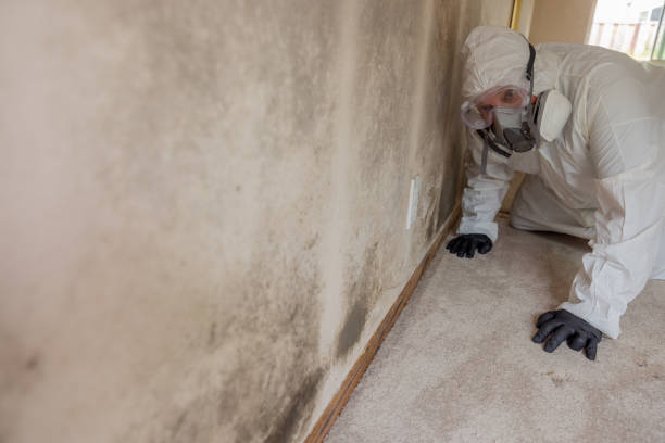 Best Mold Remediation for Healthcare Facilities  in Rockwell, AR